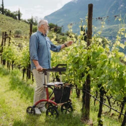 Person using a Saljol Allround Crossover Rollator in a vineyard.