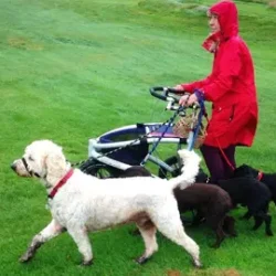 Person using Trionic Veloped Sport 12er rollator on grassy terrain with dogs.