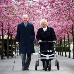 Elderly couple walking under cherry blossoms, woman using a rollator.