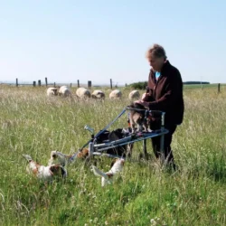 Person with Trionic Veloped Trek 14er rollator in a grassy field with dogs and sheep.