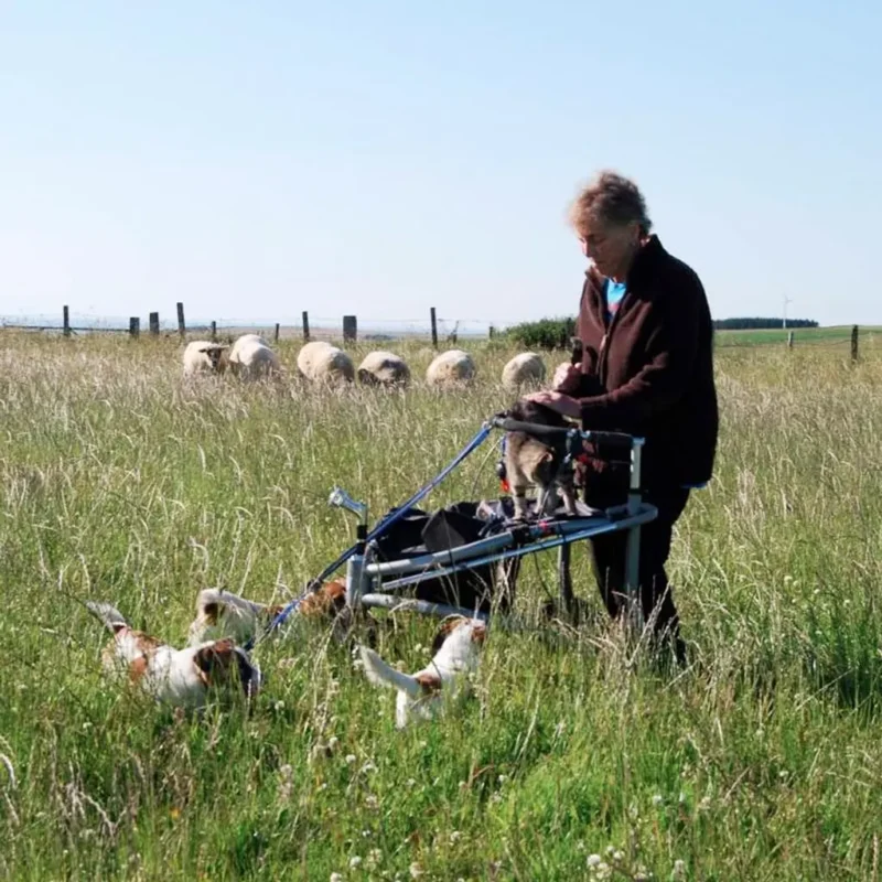 Person with Trionic Veloped Trek 14er rollator in a grassy field with dogs and sheep.